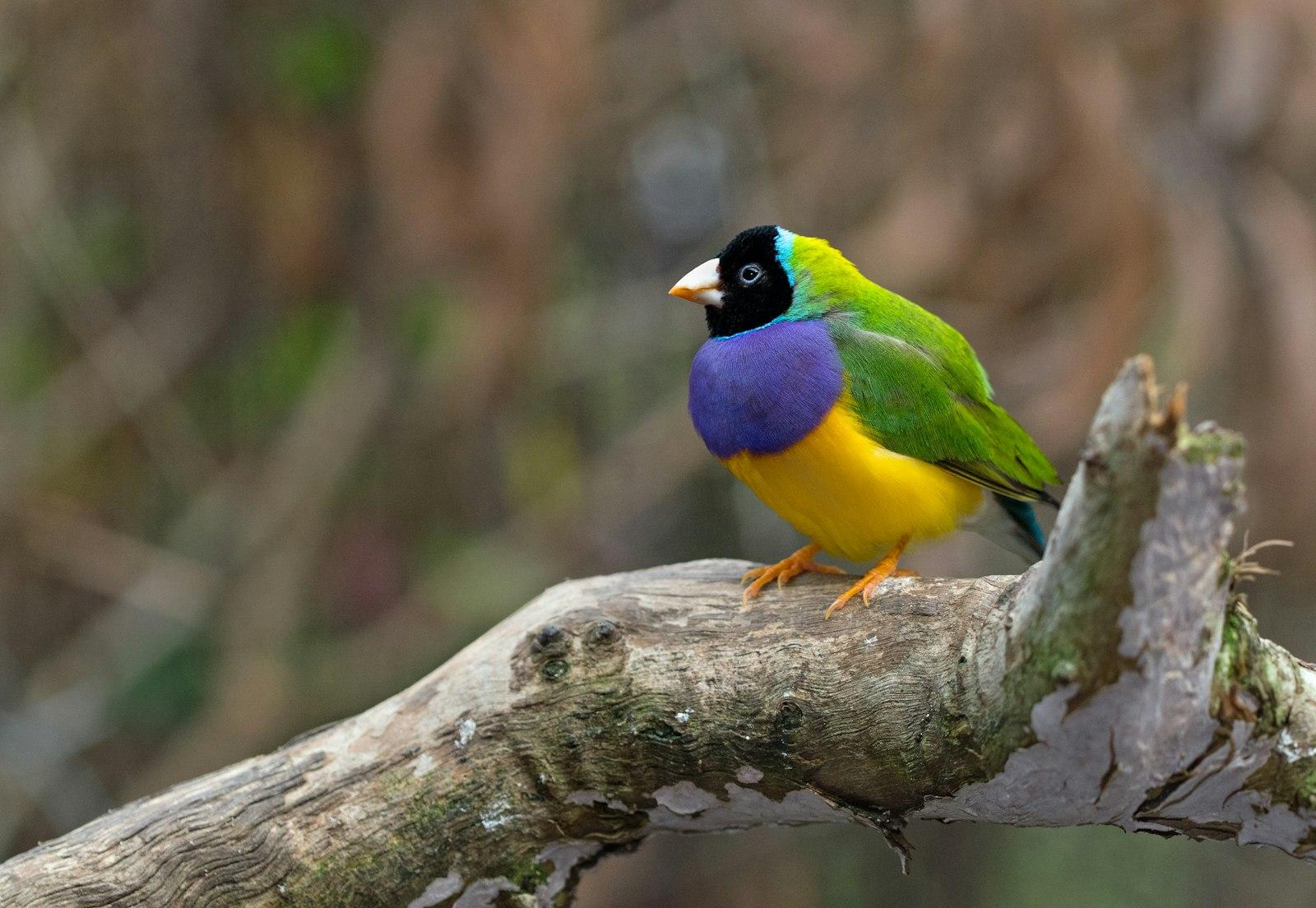 A Beautiful Gouldian Finch At The Port jigsaw puzzle preview