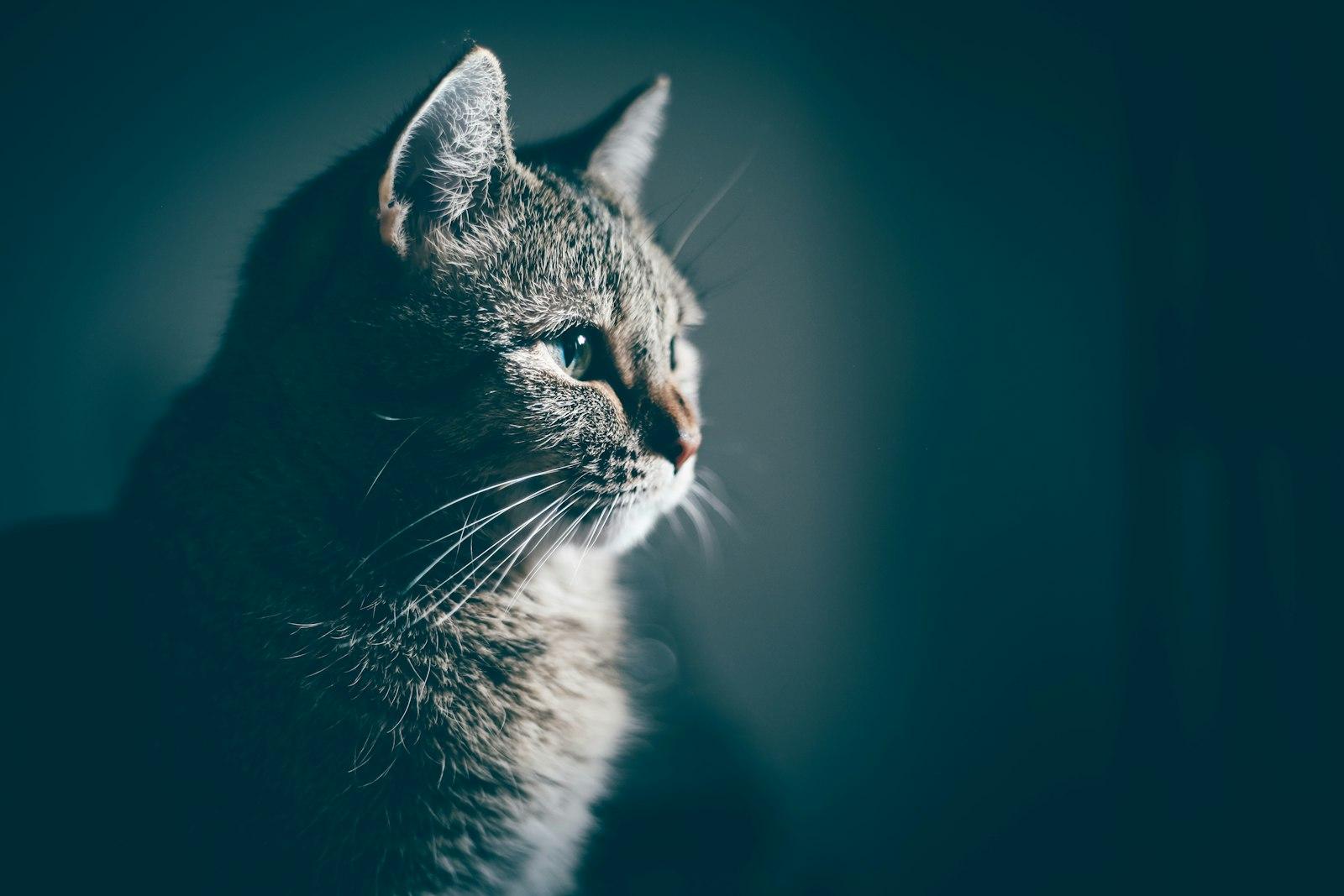 A Beautiful Kitten jigsaw puzzle preview