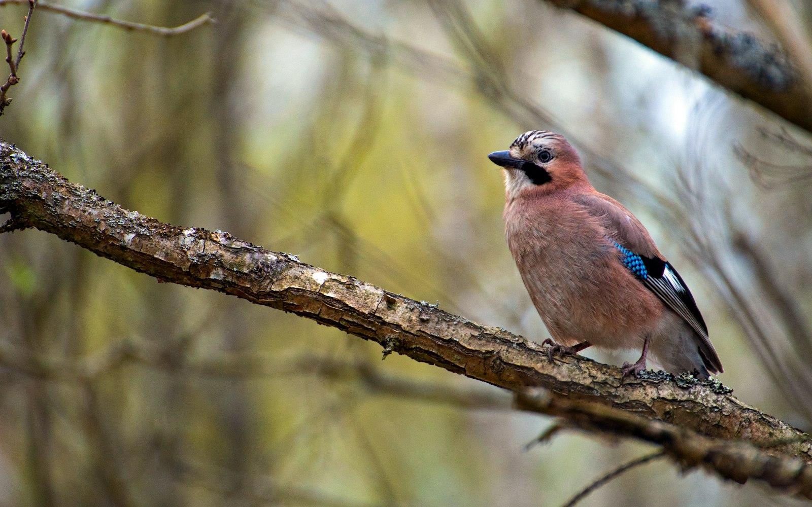 A Bird Sitting On A Branch jigsaw puzzle preview