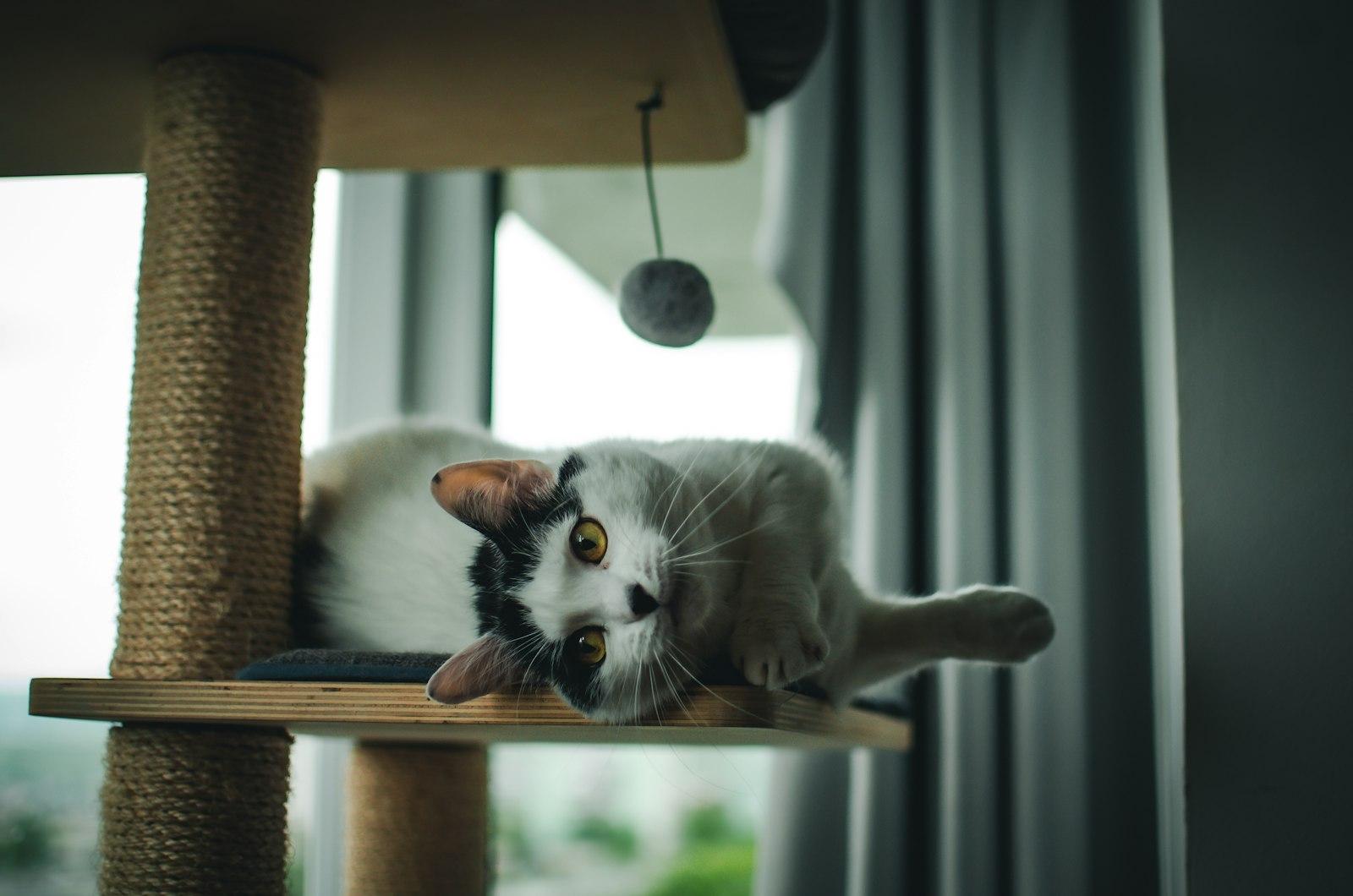 A Black And White Cat Laying On Top Of A Cat jigsaw puzzle preview