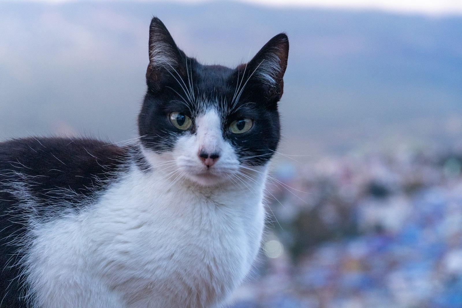 A Black And White Cat With Green Eyes Looks Forwar jigsaw puzzle preview
