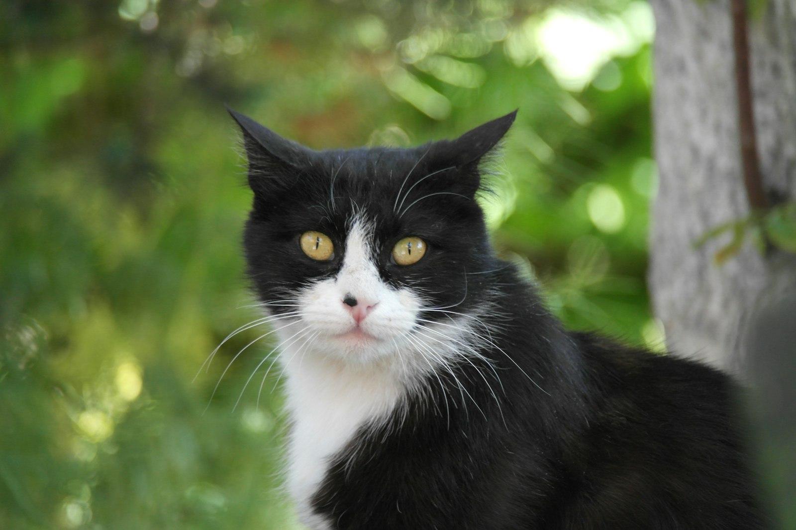 A Black And White Cat With Yellow Eyes Looks Forwa jigsaw puzzle preview