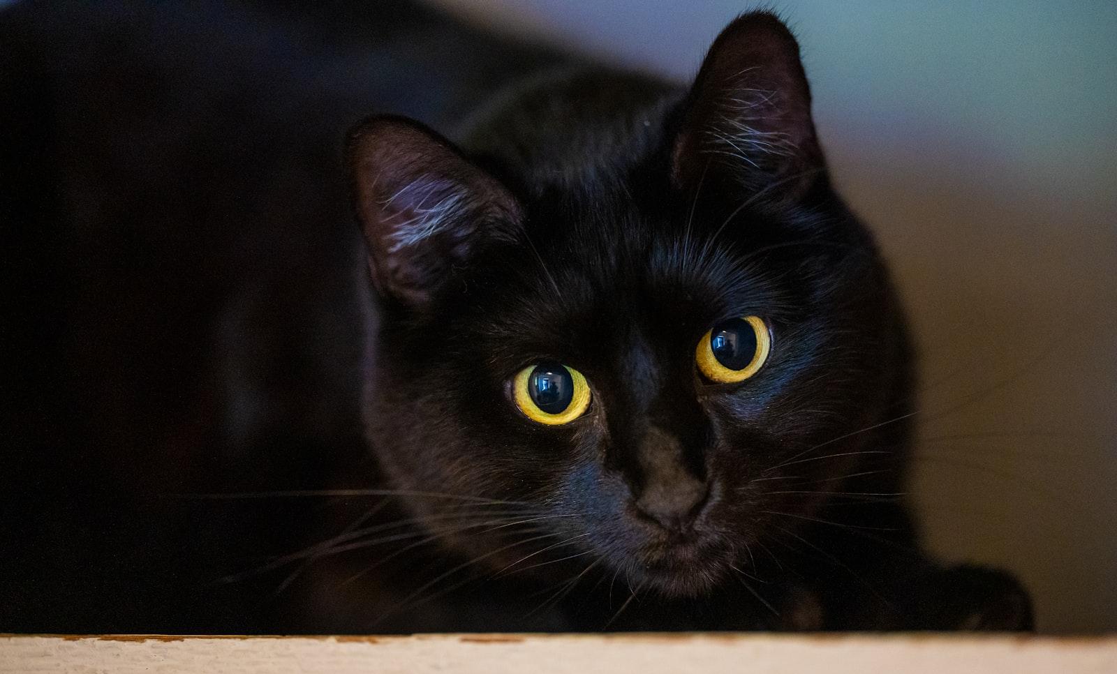 A Black Cat With Bright Yellow Eyes Looks jigsaw puzzle preview