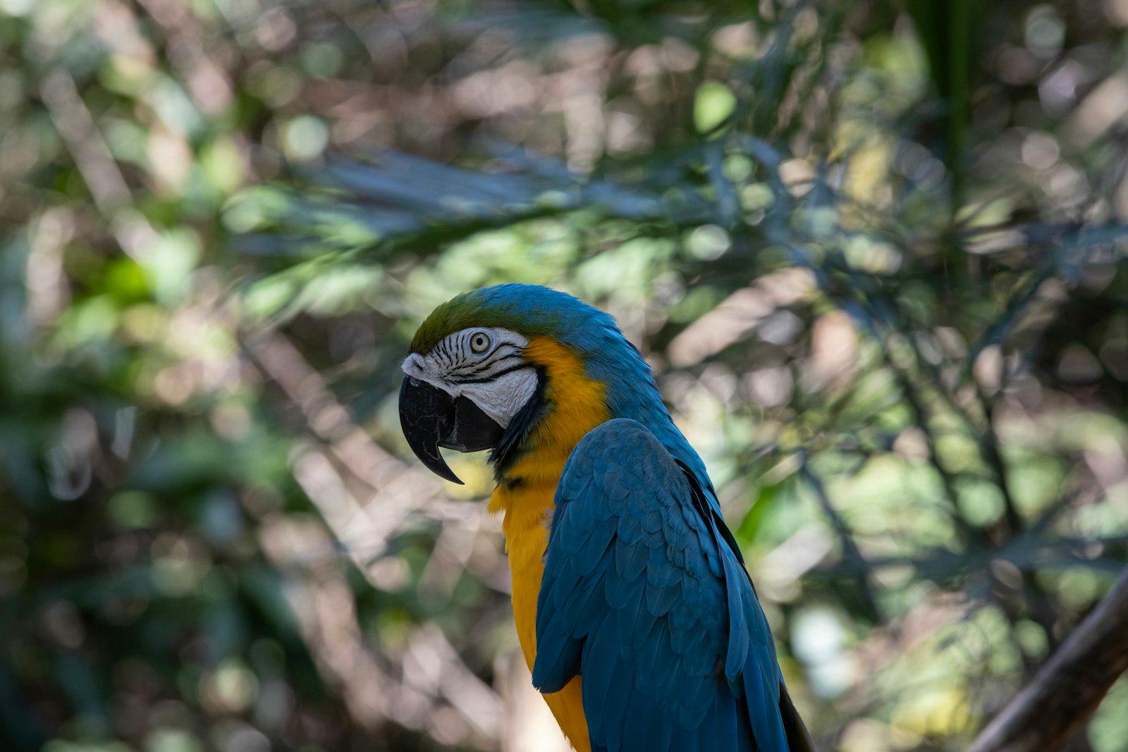 A Blue And Yellow Parrot Perched On A Tree Branch jigsaw puzzle preview