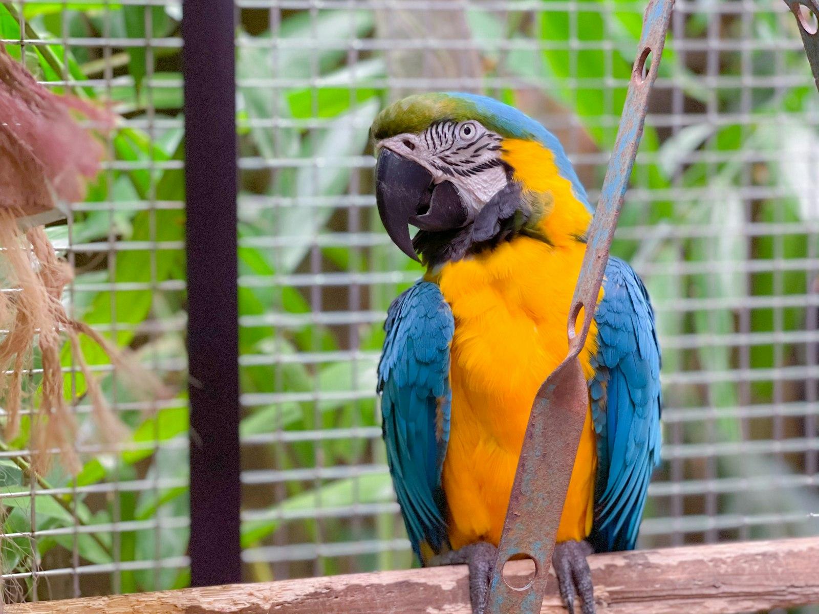 A Blue And Yellow Parrot Sitting On A Branch jigsaw puzzle preview
