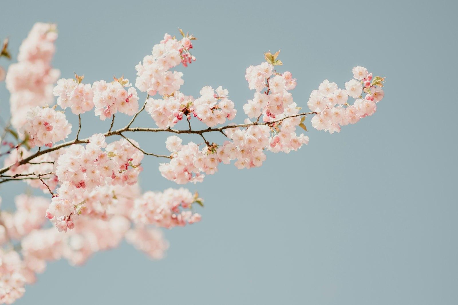 A Branch With Pink Flowers Against A Blue Sky jigsaw puzzle preview
