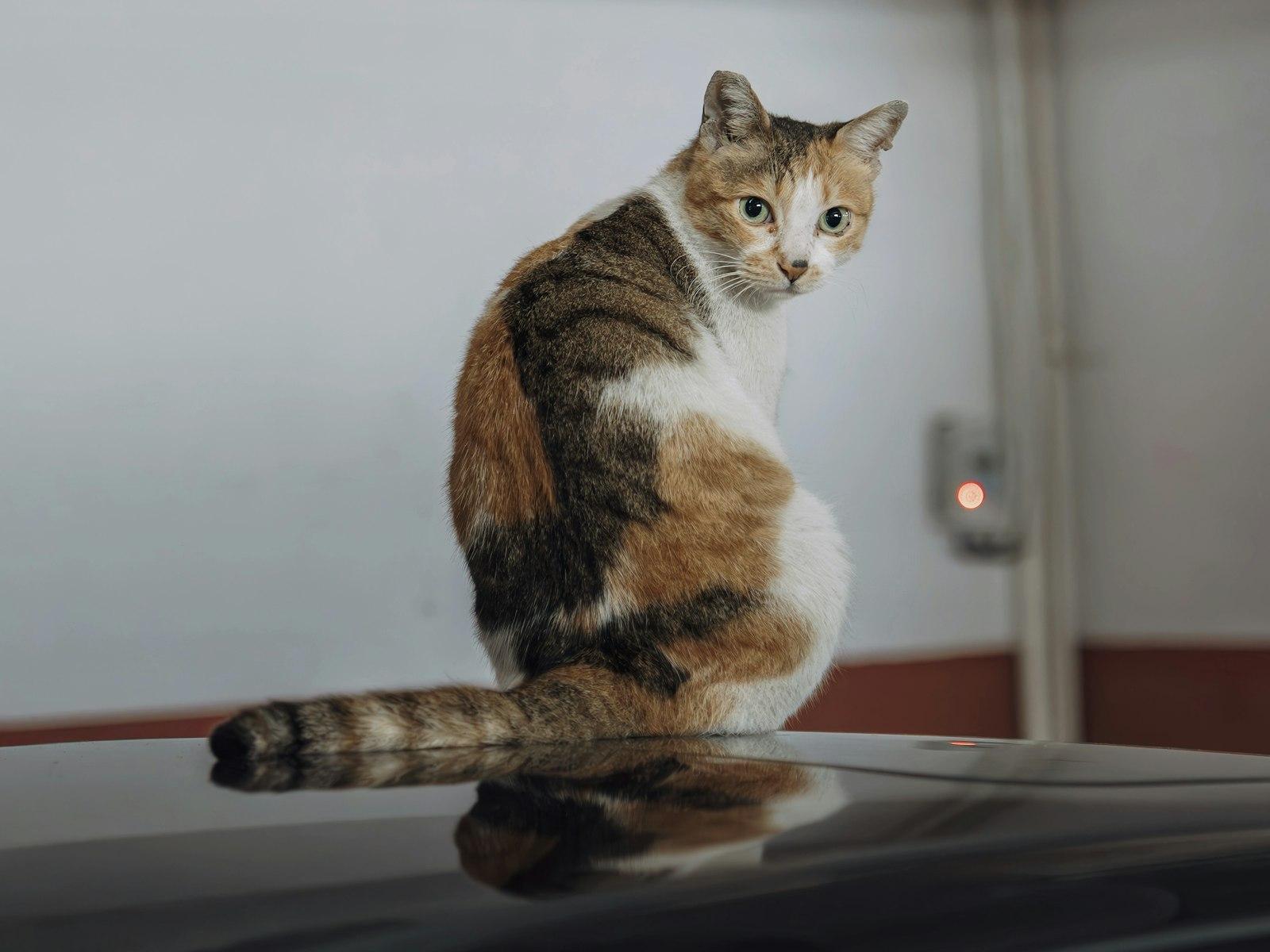 A Calico Cat Sits On A Dark Surface jigsaw puzzle preview