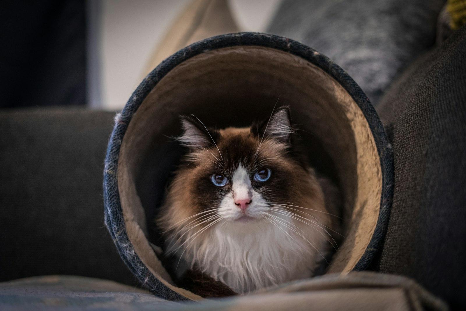 A Cat In A Round Object jigsaw puzzle preview