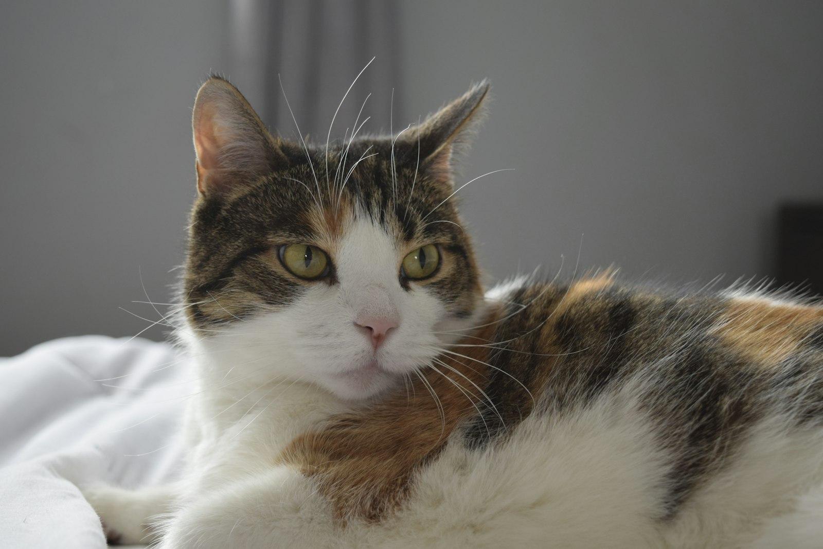 A Cat Laying On Top Of A Bed Next To A Window jigsaw puzzle preview