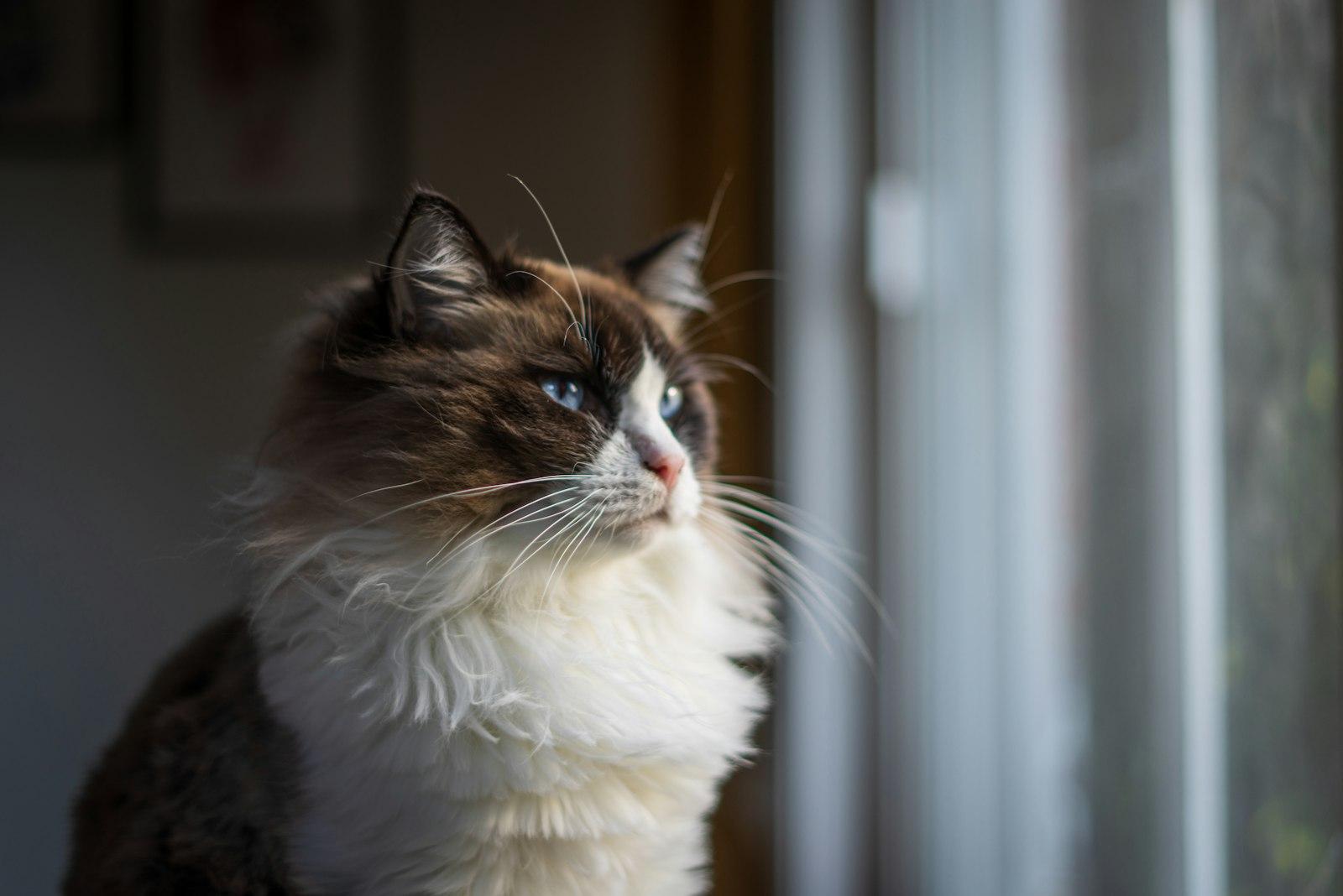 A Cat Looking Out A Window jigsaw puzzle preview