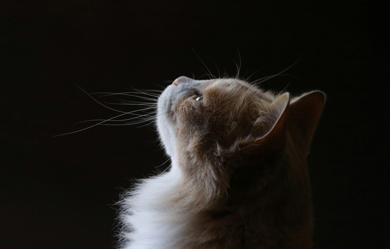 A Cat Looking Upwards Against A Dark Background jigsaw puzzle preview