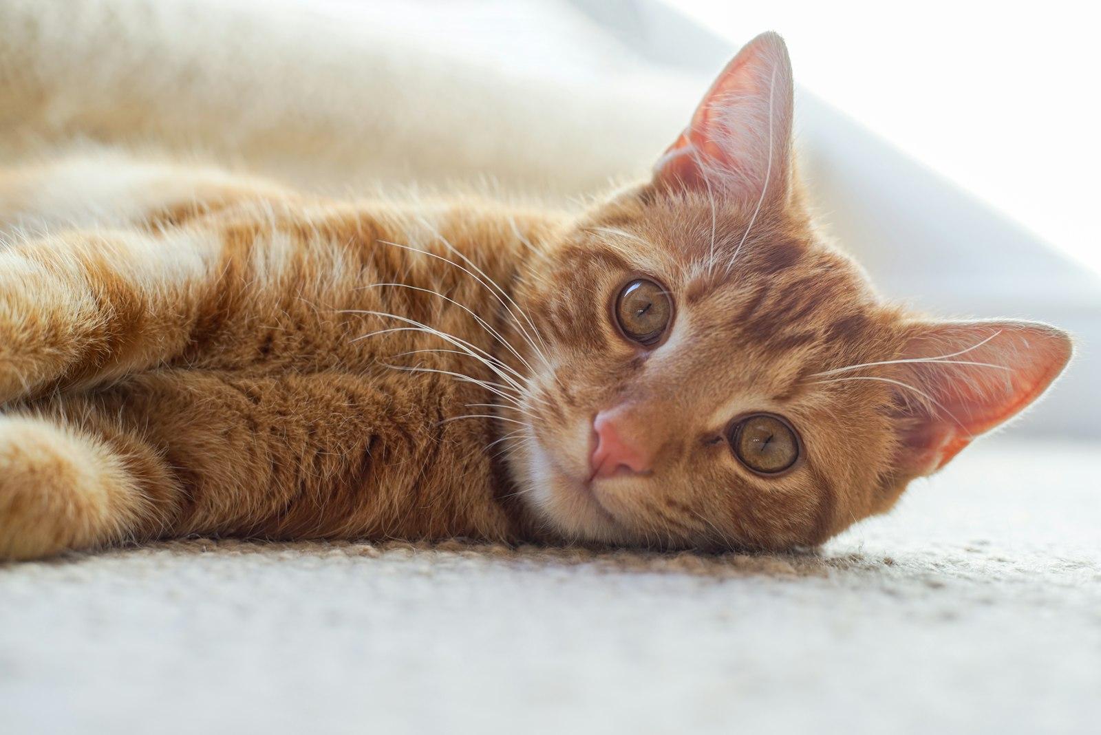 A Cat Lying On Its Back jigsaw puzzle preview