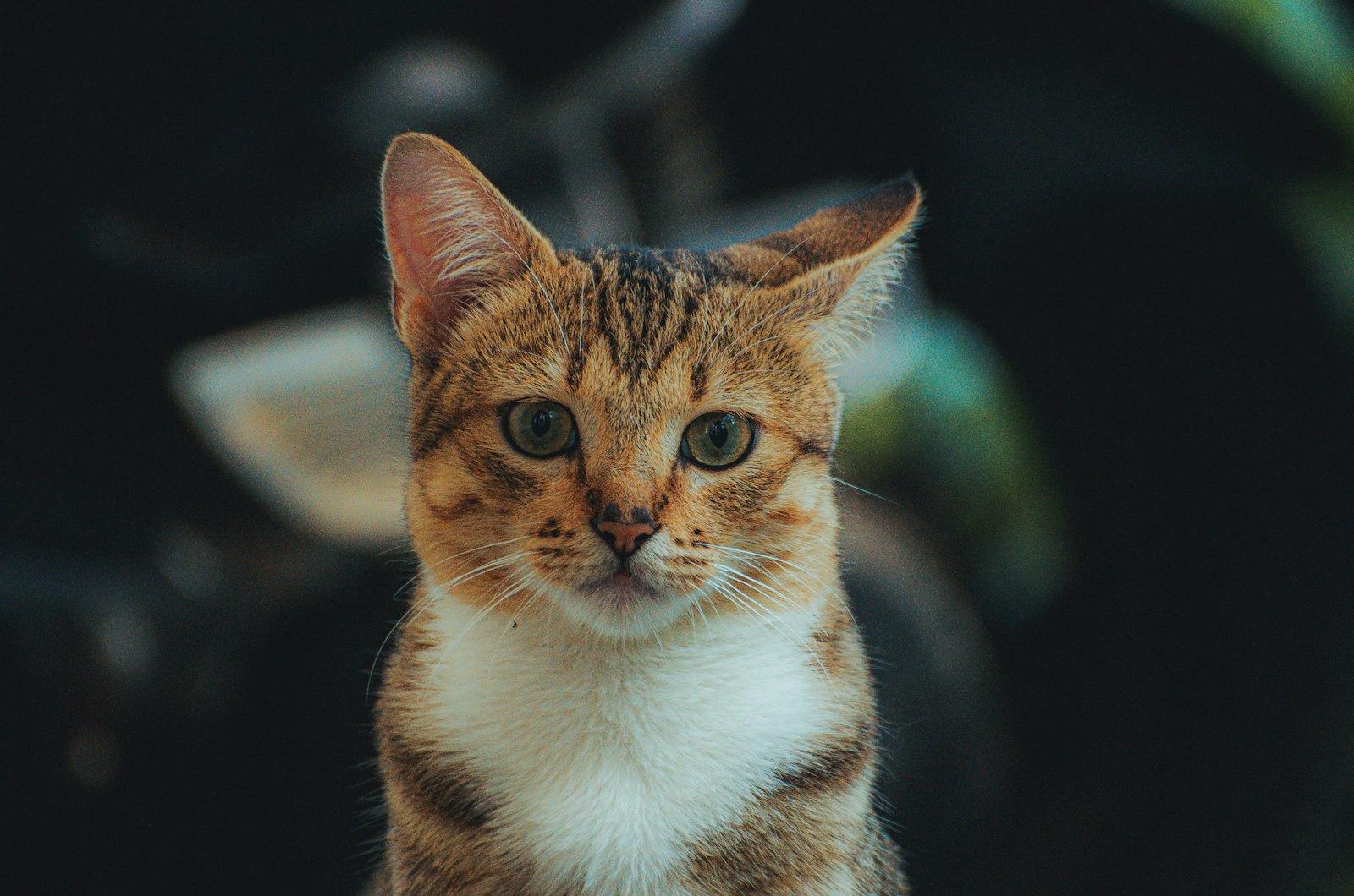 A Cat Sitting On Top Of A Wooden Table jigsaw puzzle preview