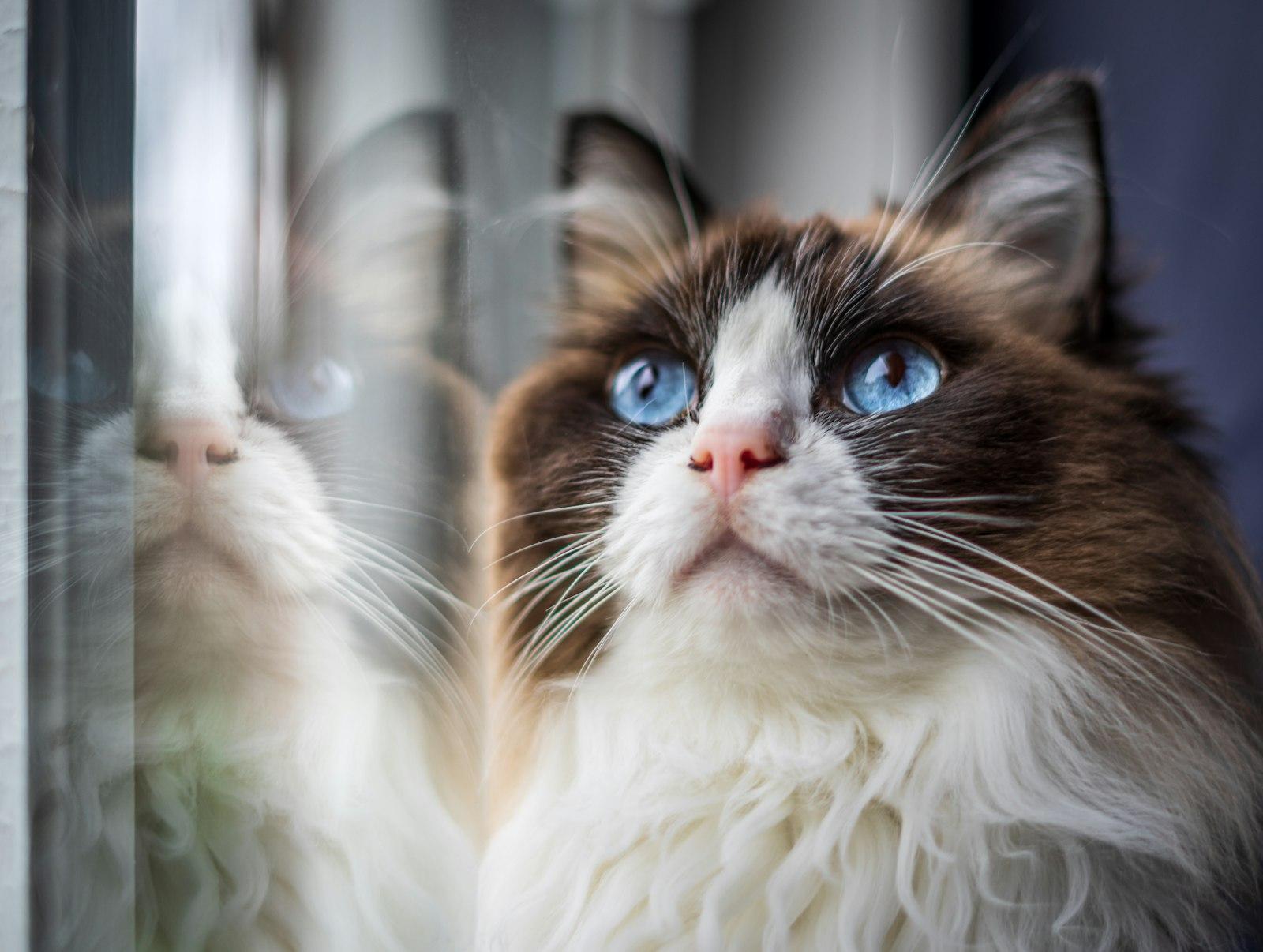 A Cat With Blue Eyes jigsaw puzzle preview