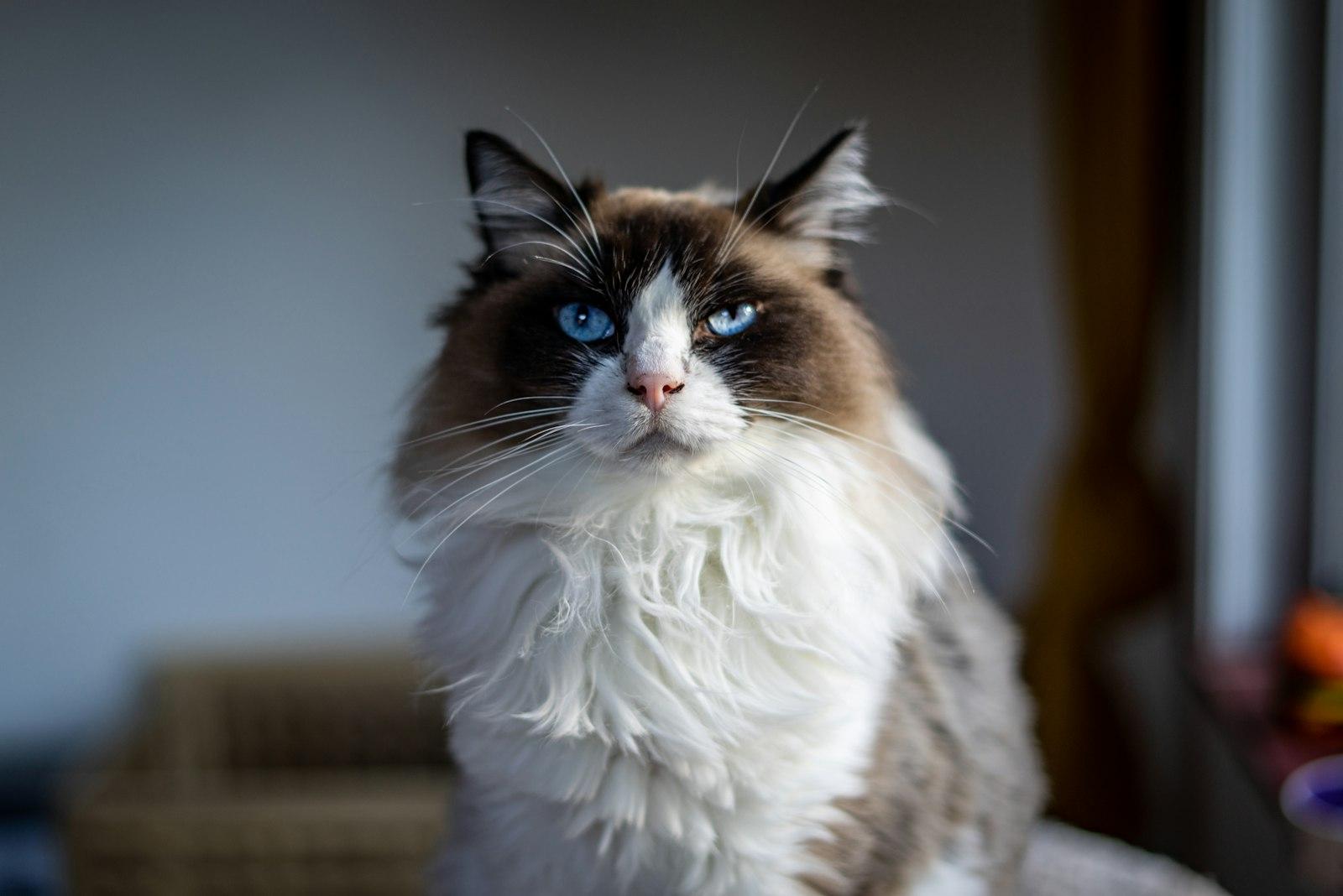 A Cat With Blue Eyes jigsaw puzzle preview