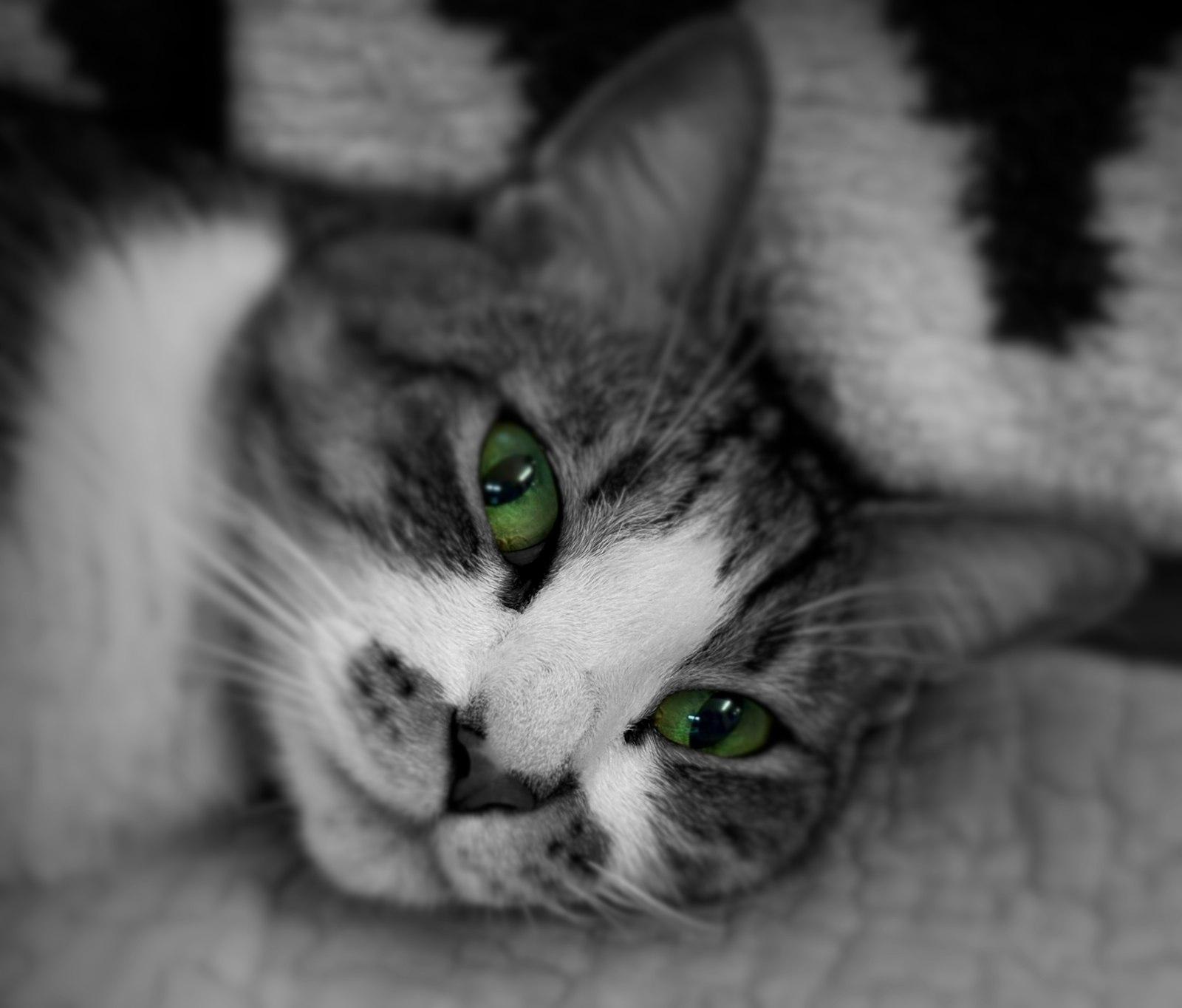 A Cat With Striking Green Eyes Looks Up jigsaw puzzle preview