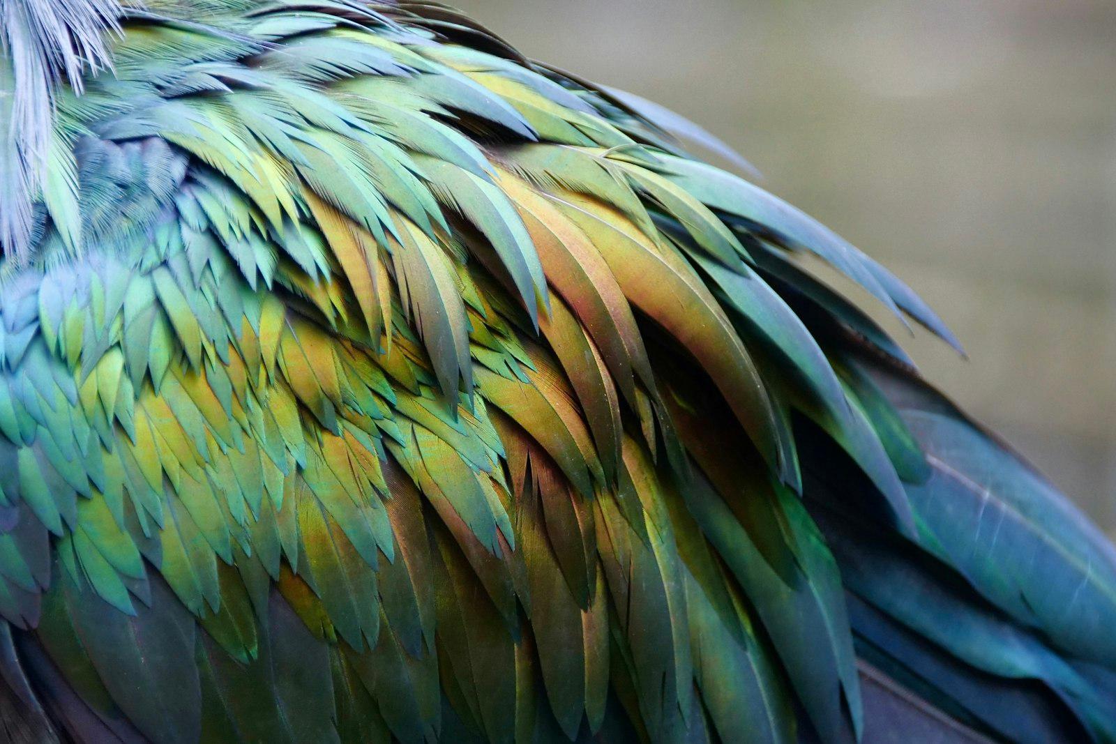 A Close Up Of A Colorful Bird With Feathers jigsaw puzzle preview
