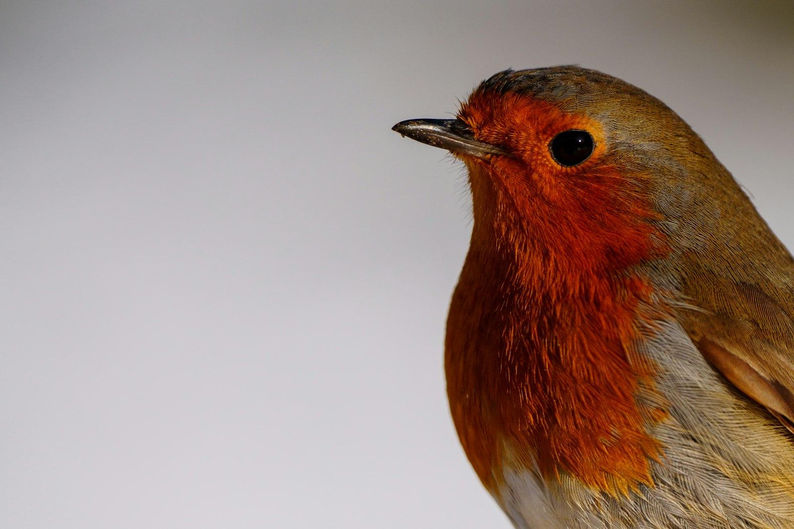 A Close Up Of A Small Bird On A Branch jigsaw puzzle preview