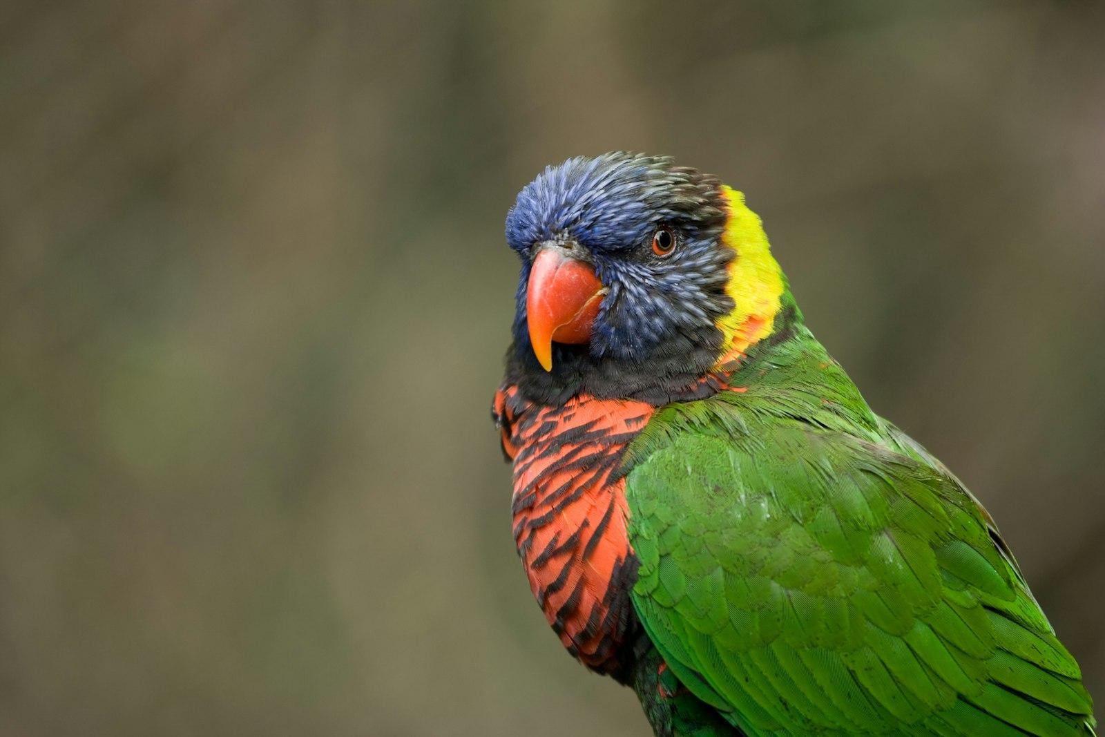 A Colorful Bird Looking Right At You jigsaw puzzle preview