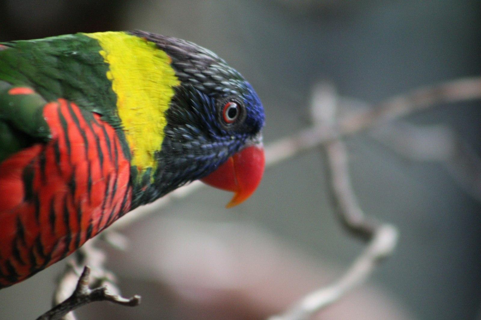 A Colorful Bird Perched On Top Of A Tree Branch jigsaw puzzle preview
