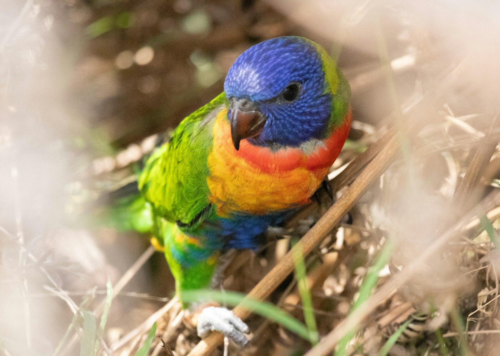 A Colorful Bird Sitting On Top Of A Wooden jigsaw puzzle preview