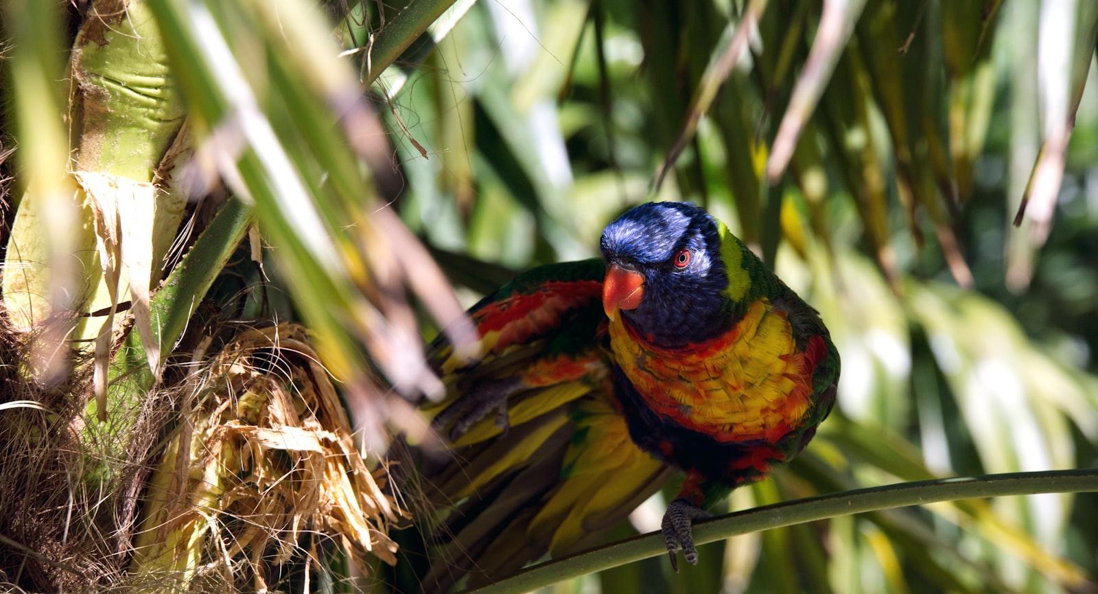 A Colorful Bird Spreading Its Wing jigsaw puzzle preview