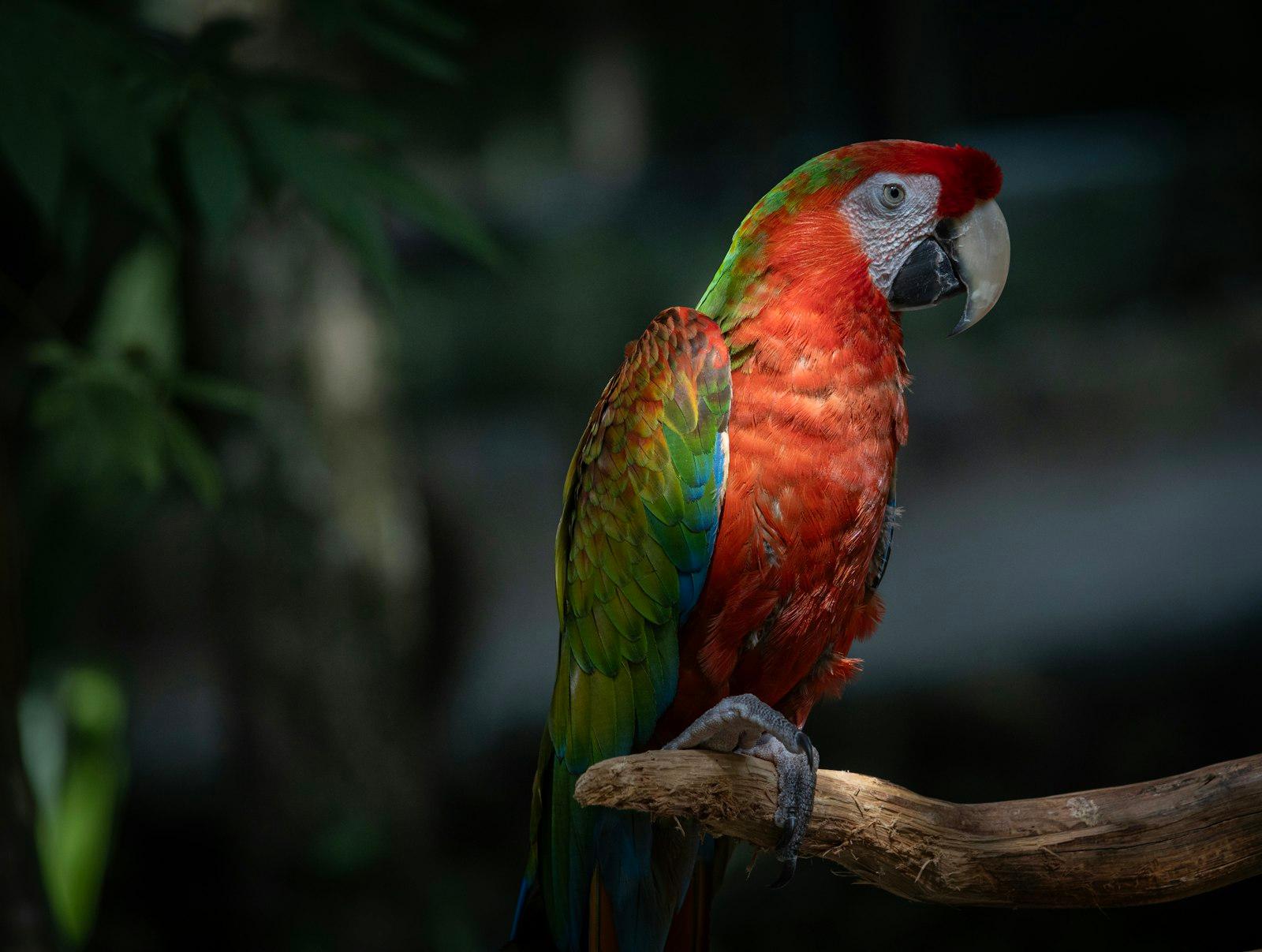 A Colorful Parrot Perched On A Tree Branch jigsaw puzzle preview