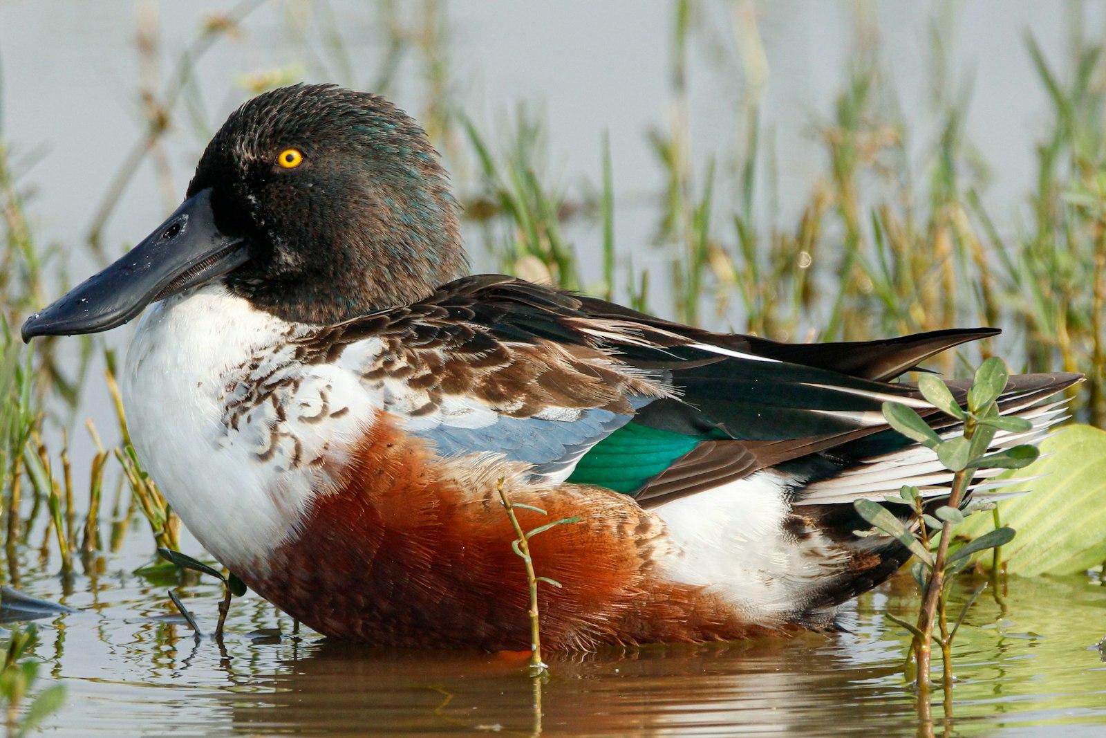 A Duck Is Floating In The Water jigsaw puzzle preview