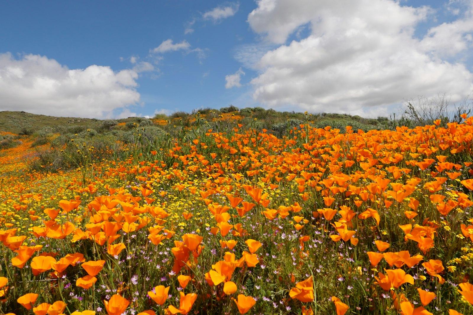 A Field Full Of Orange Flowers Under A Cloudy Blue jigsaw puzzle preview