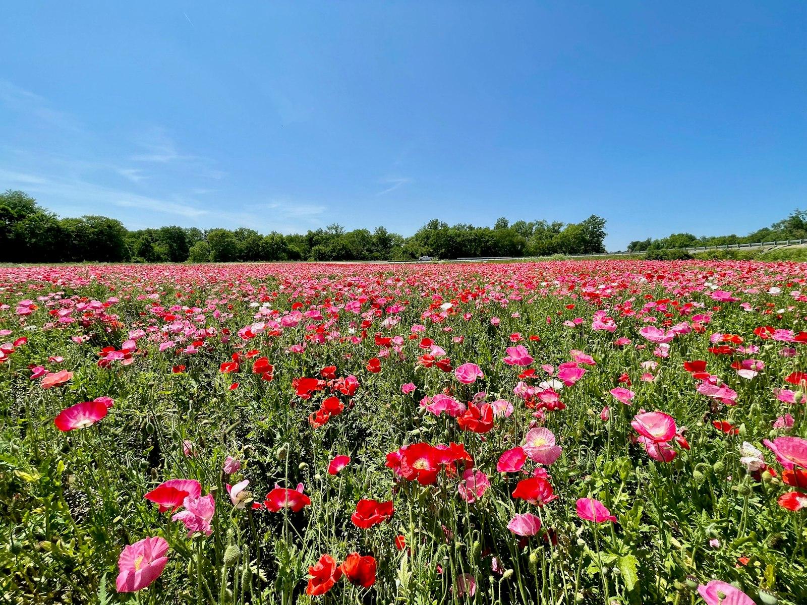 A Field Full Of Red Flowers Under A Blue Sky jigsaw puzzle preview