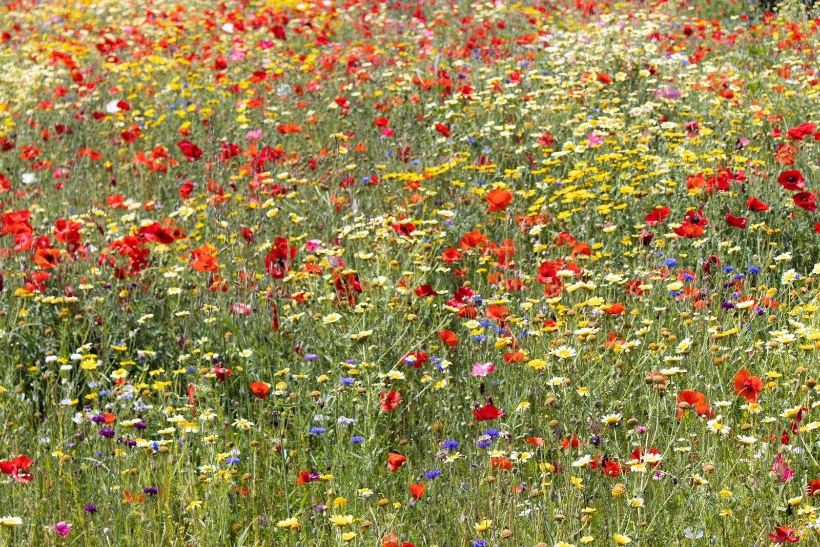 A Field Of Wildflowers And Other Wild Flowers jigsaw puzzle preview
