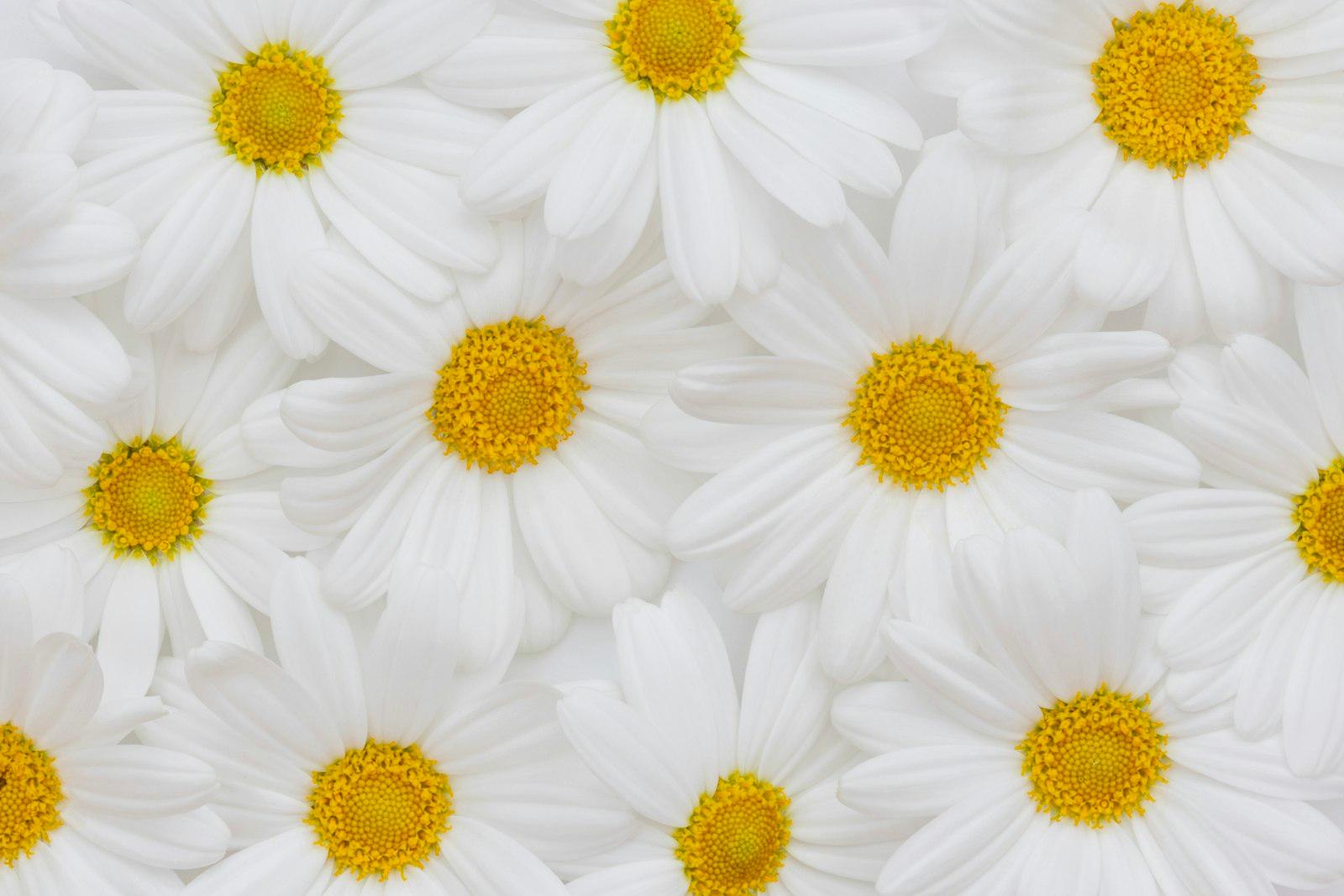 A Flat Lay Photograph Of Some Simple, Yet So Prett jigsaw puzzle preview