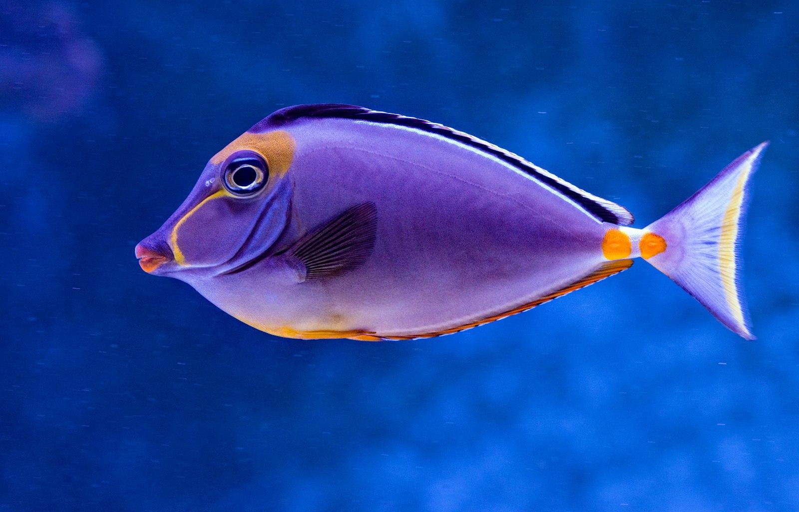 A Gorgeous Lipstick Tang Swims Past At The Cairns jigsaw puzzle preview