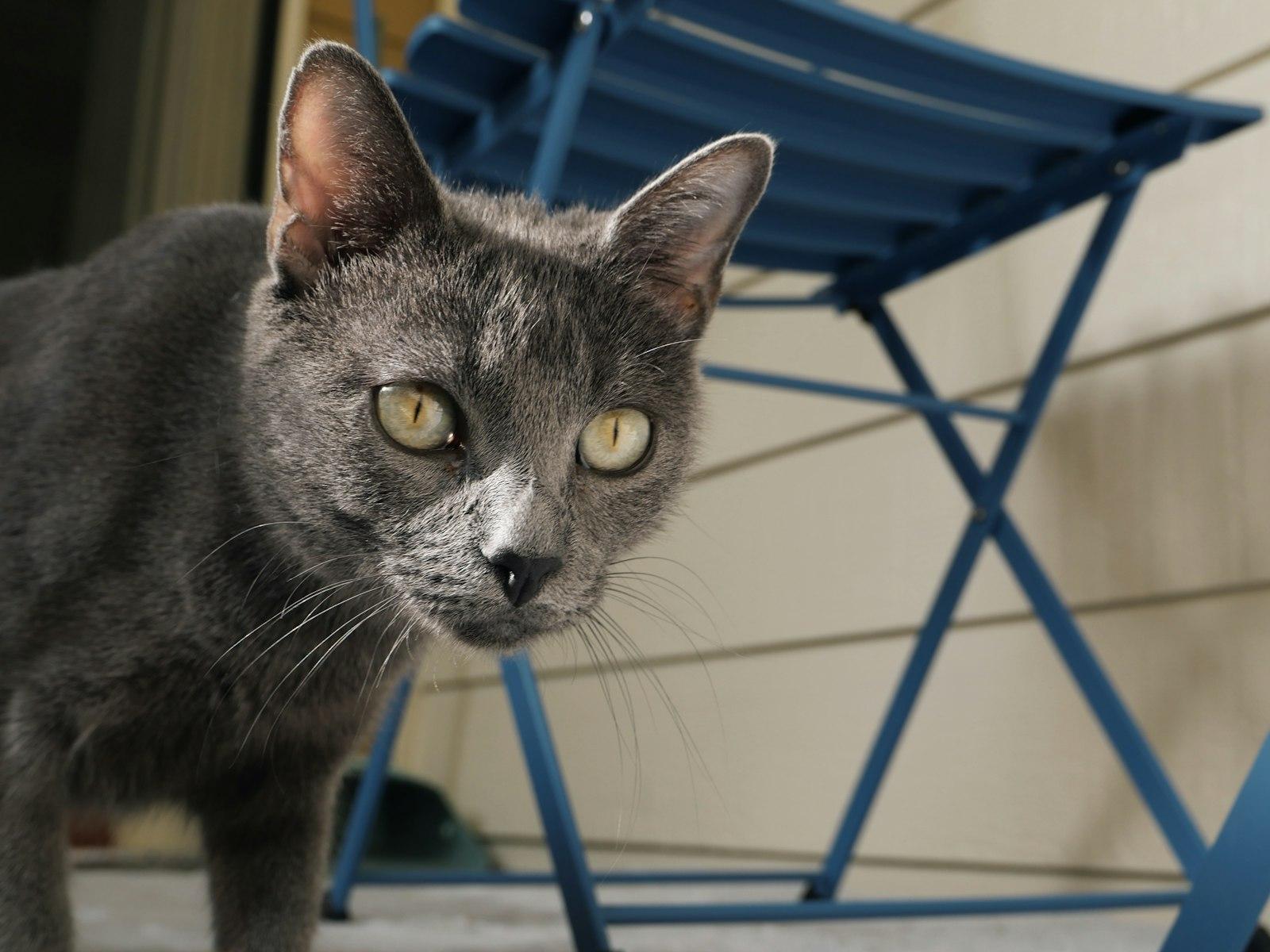 A Grey Cat With Yellow Eyes Looks Forward jigsaw puzzle preview