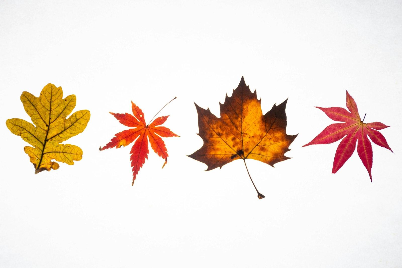 A Group Of Three Different Colored Leaves On A Whi jigsaw puzzle preview