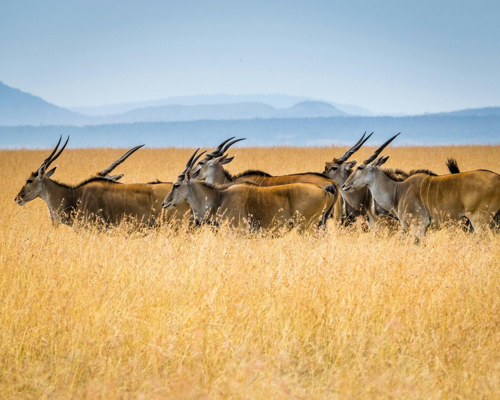 A Herd Of Eland Or Taurotragus Oryx jigsaw puzzle preview
