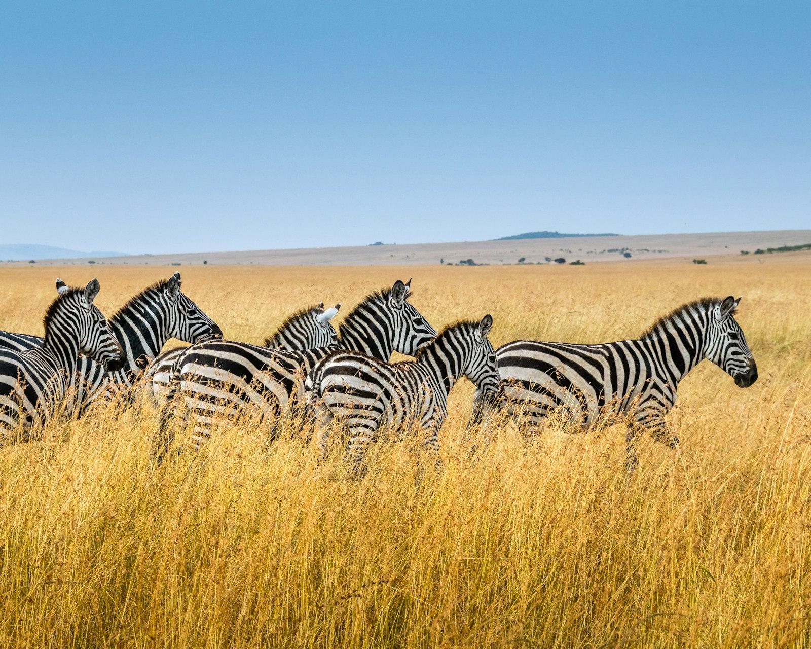 A Herd Of Running Zebras jigsaw puzzle preview