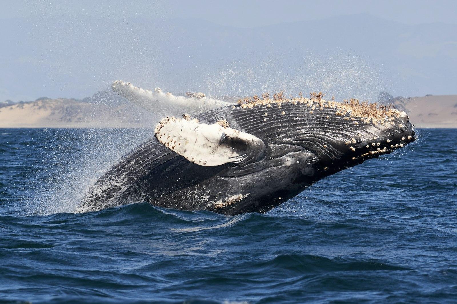 A Humpback Whale Breaches jigsaw puzzle preview