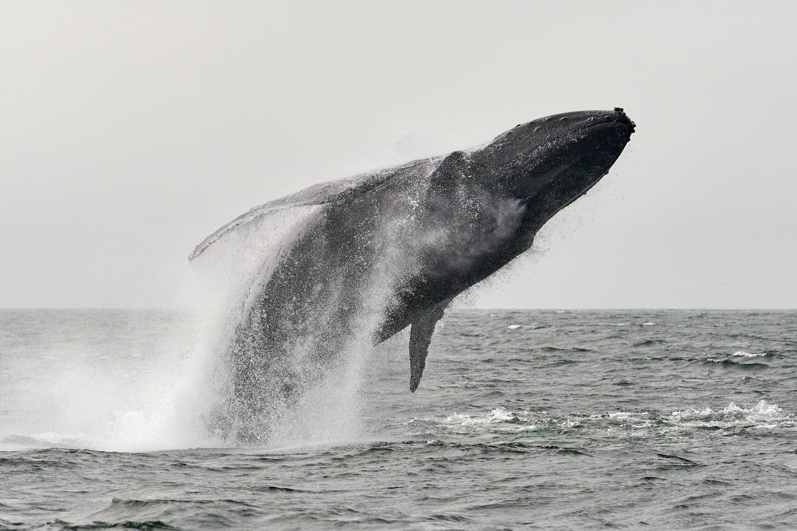A Humpback Whale Leaps Out Of The Water jigsaw puzzle preview