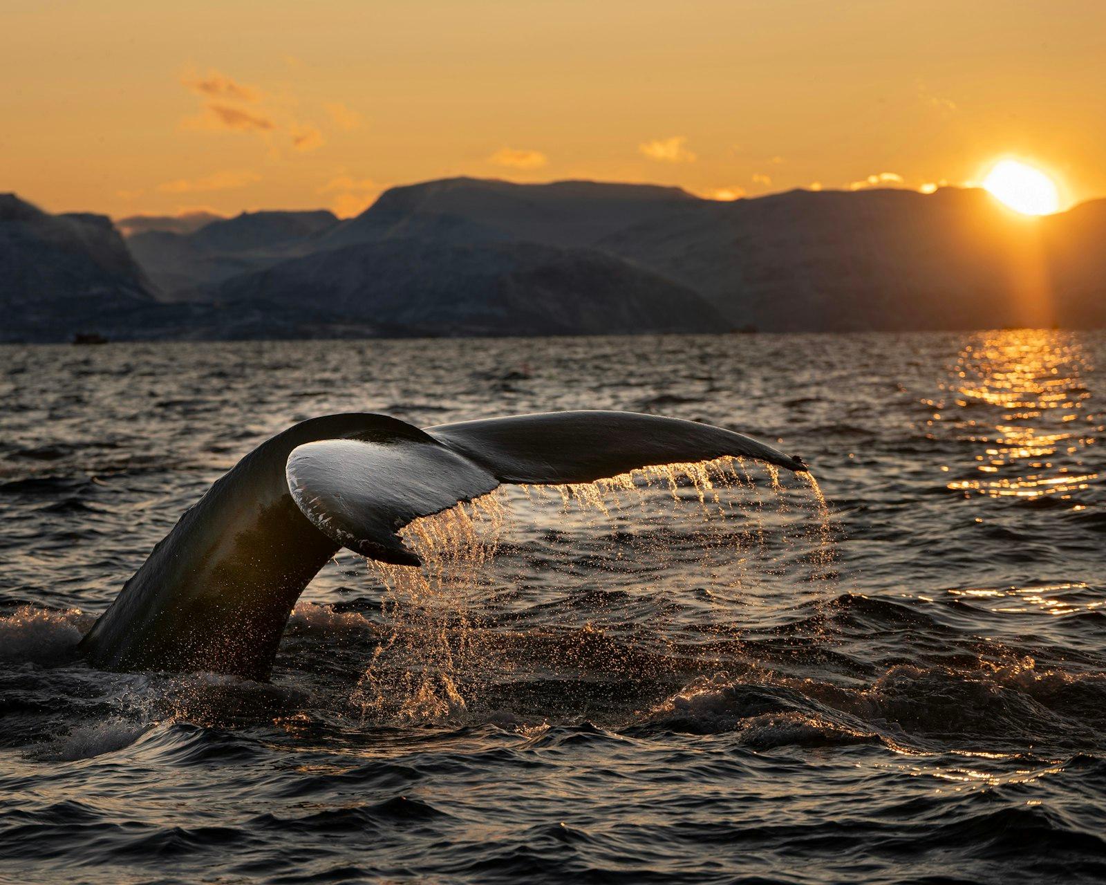 A Humpback jigsaw puzzle preview