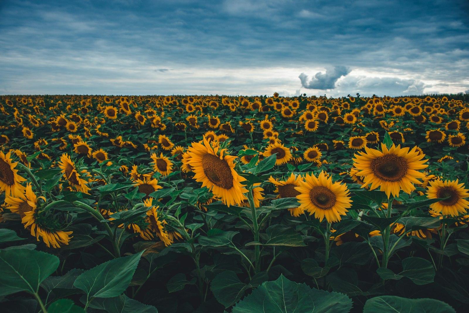 A Large Field Of Sunflowers Under A Cloudy Sky jigsaw puzzle preview
