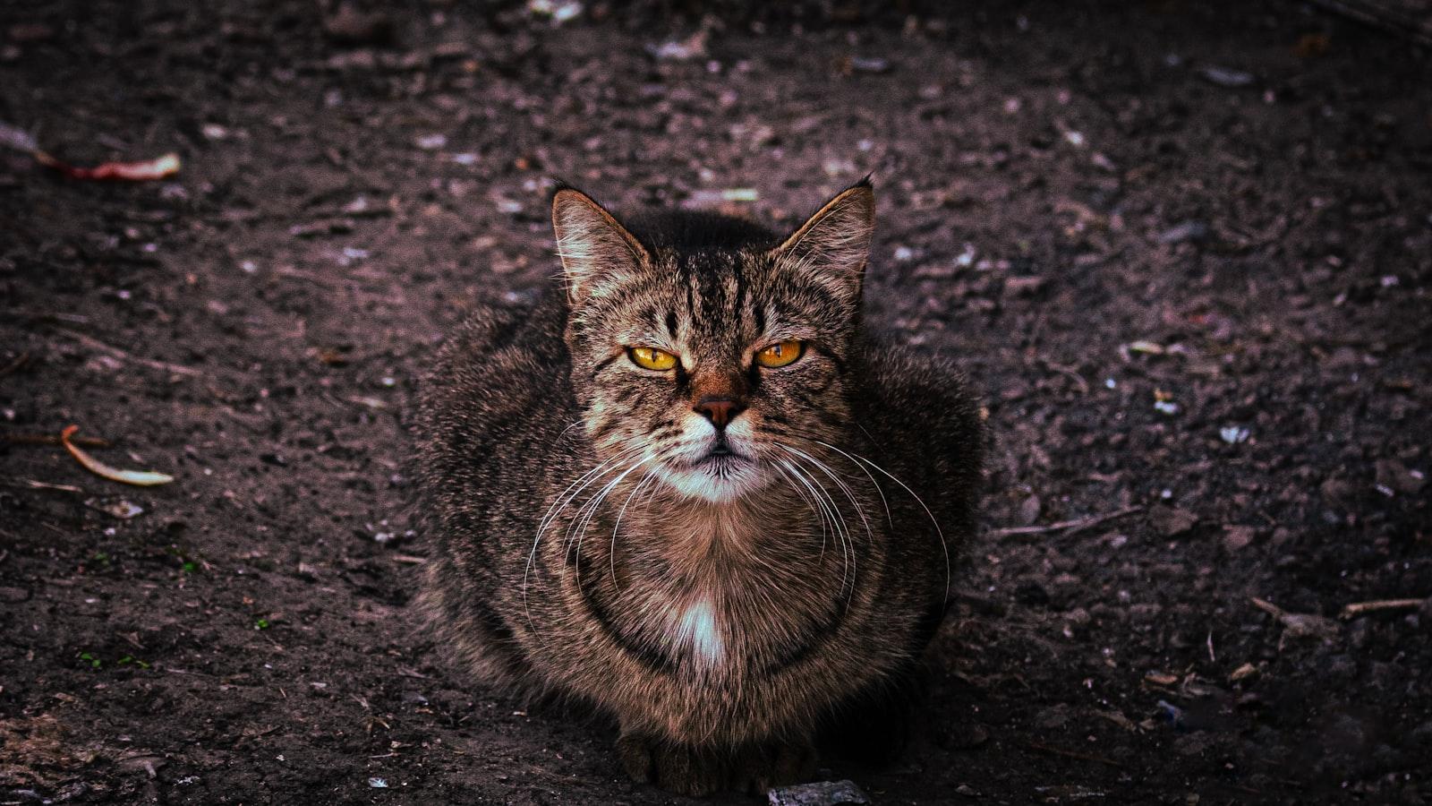 A Moody Portrait Of A Stray Tabby Cat Sitting On D jigsaw puzzle preview