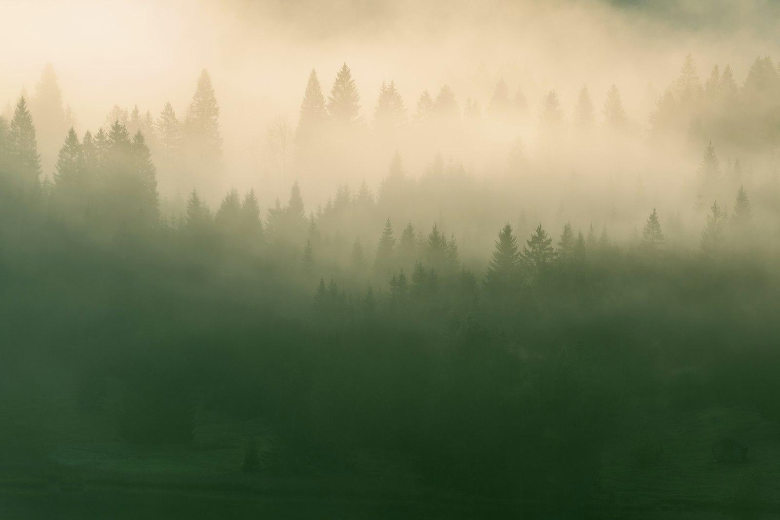A Mystical Forest Shrouded In Fog jigsaw puzzle preview