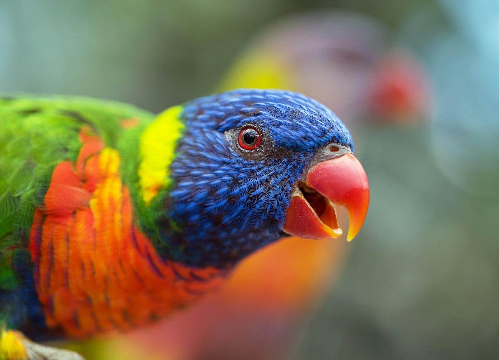 A Noisy Rainbow Lorikeet At Kuranda jigsaw puzzle preview