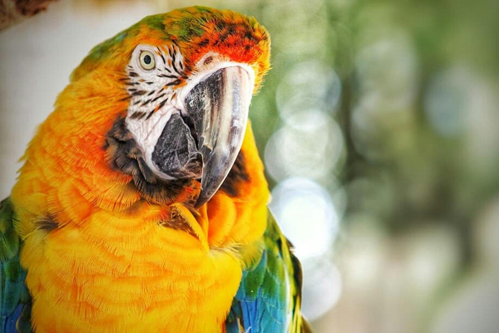 A Parrot At A Place Called Wild Florida jigsaw puzzle preview