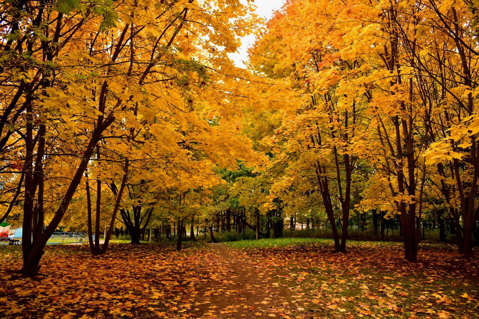A Path In A Park With Lots Of Leaves On The Ground jigsaw puzzle preview