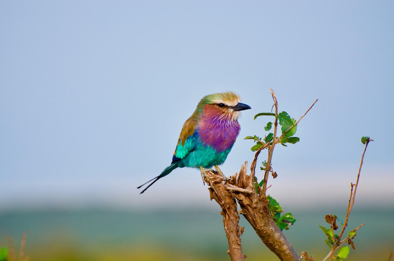A Photo Of A Beautifully Colourful Lilac jigsaw puzzle preview