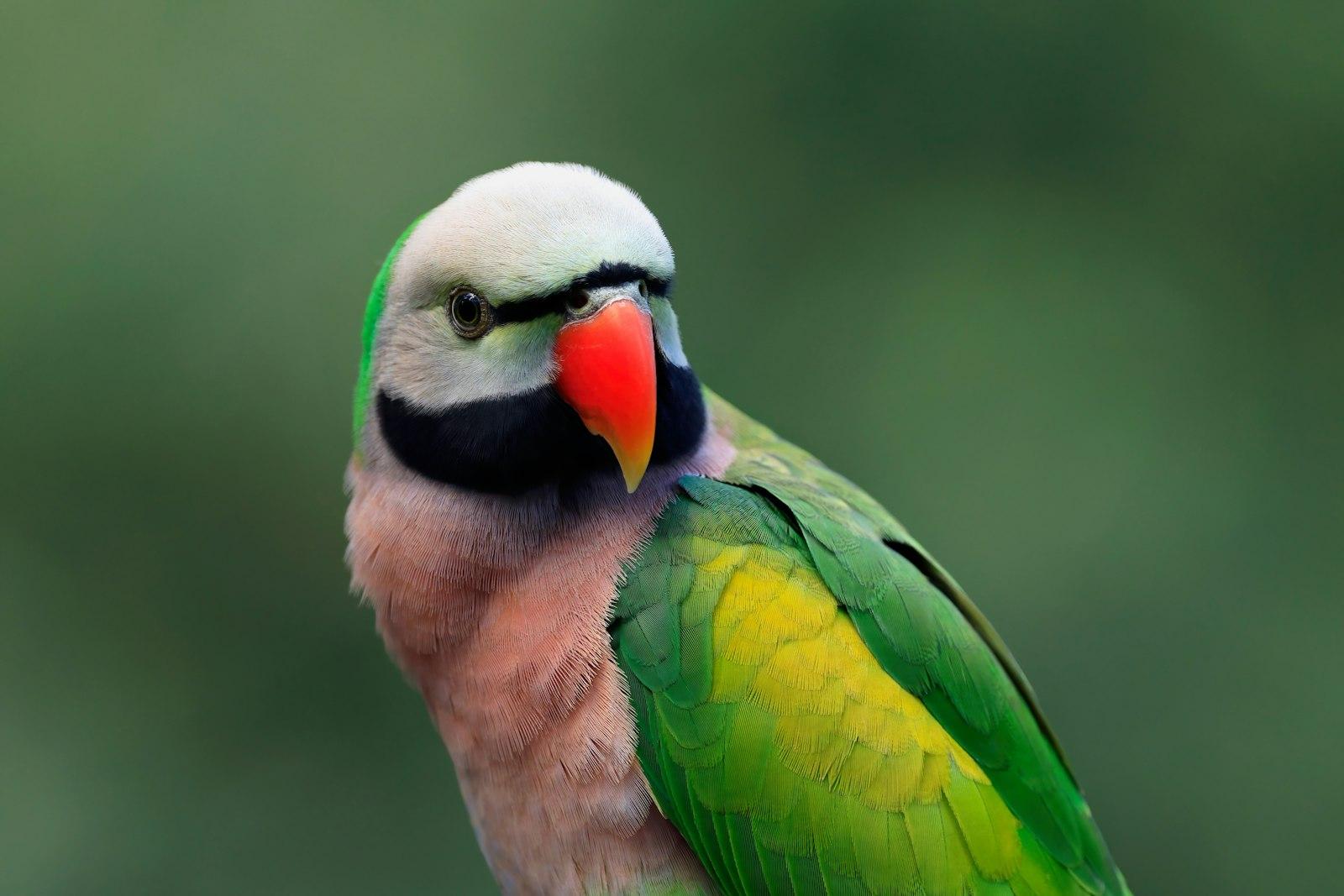 A Posing Moustache Parrot Showing Off It'S Pastel jigsaw puzzle preview