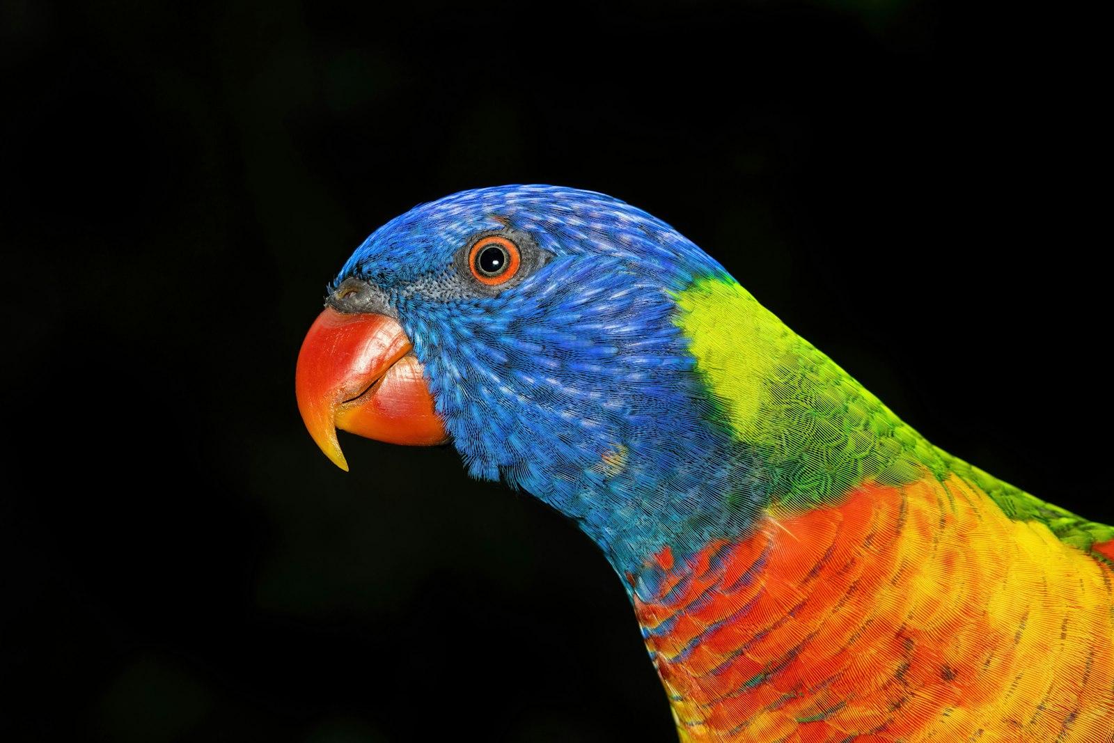A Rainbow Lorikeet From Close Up, One Of The Most jigsaw puzzle preview