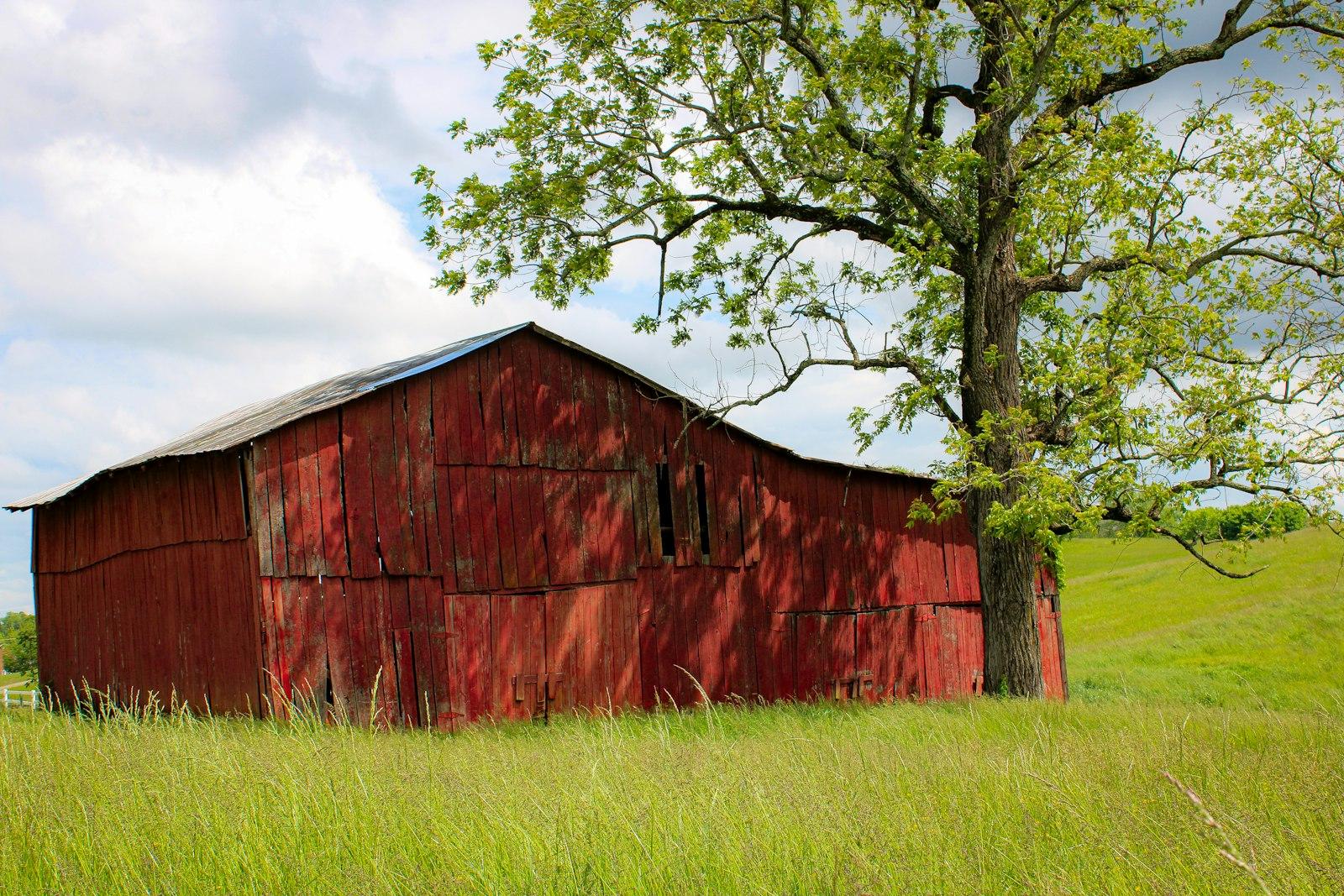 A Red Barn In A Field With A Tree jigsaw puzzle preview
